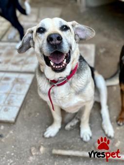 Ράτσα: Άγνωστο - Ημίαιμο | Ηλικία: 5+ | Φύλο: Αρσενικό | Αρ. Microchip: - | Ημίαιμο | Περιοχή: Νέα Σμύρνη, Αττική